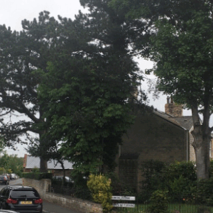 tree removal wetherby